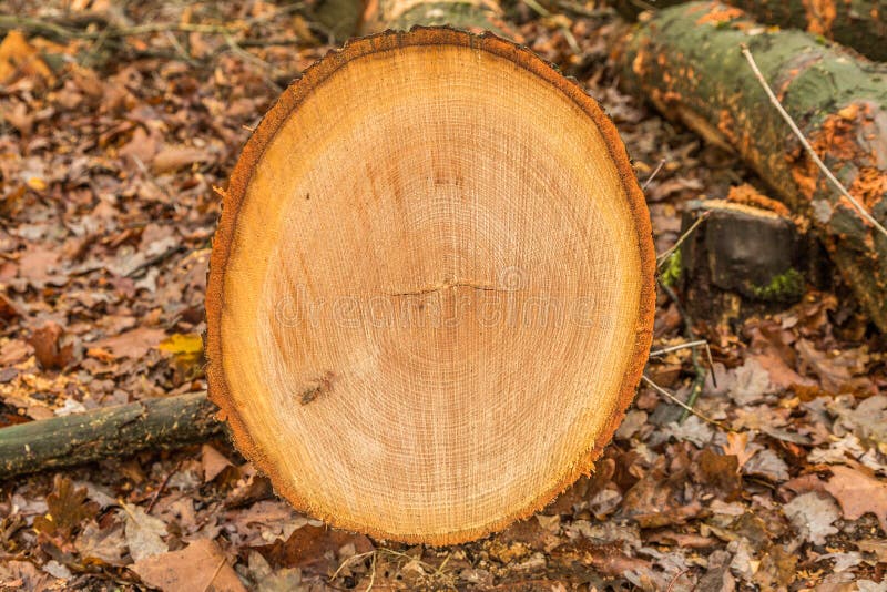 Asche Baum Niederlande Asche Baum Niederlande
