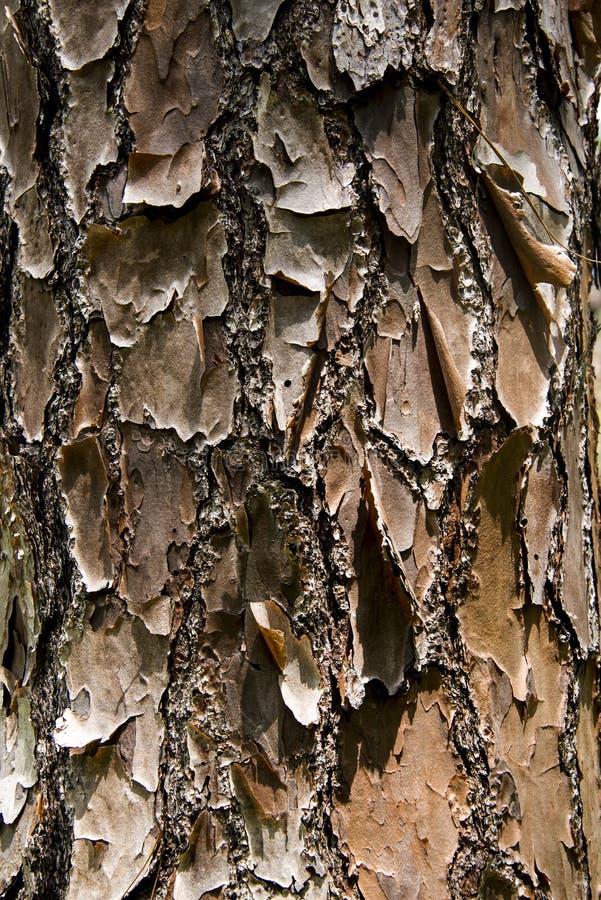 Baumstammkruste lizenzfreie stockfotografie Baumstammkruste lizenzfreie stockfotografie