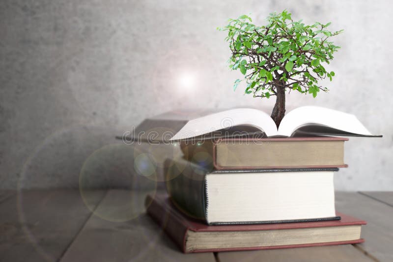 Baum, der vom Buch wächst stockfoto. Bild von wissen 21627354