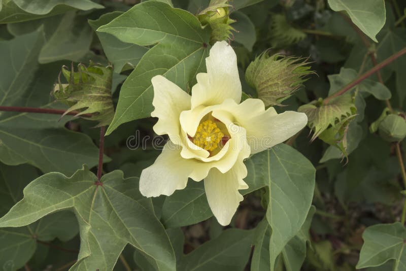 Baumwollblume, Baumwollstrauch, Baumwollknospe lizenzfreie stockfotografie Baumwollblume, Baumwollstrauch, Baumwollknospe lizenzfreie stockfotografie