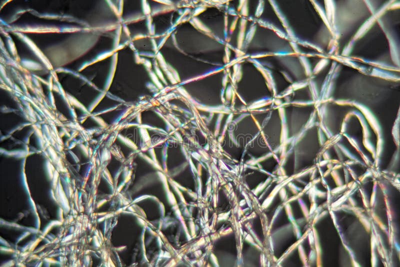 Baumwollfasern Unter Dem Mikroskop Stockbild Bild von sonderkommando