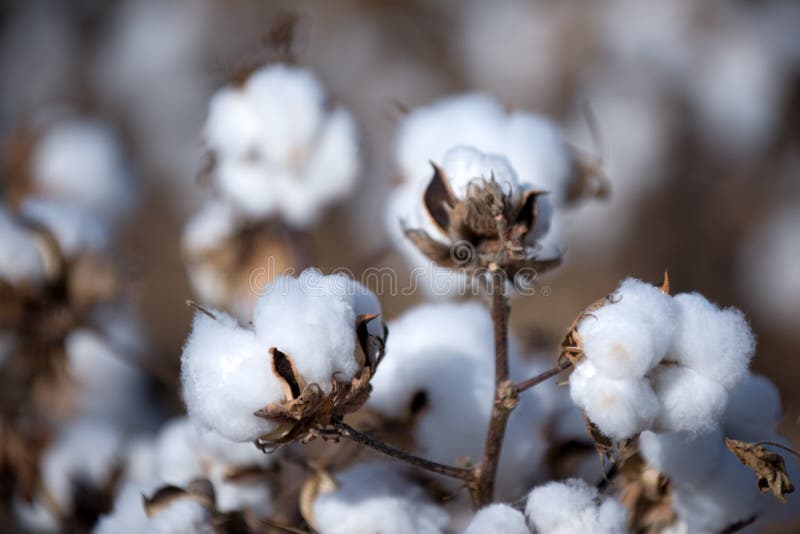 Baumwollkugel stockbild Baumwollkugel stockbild