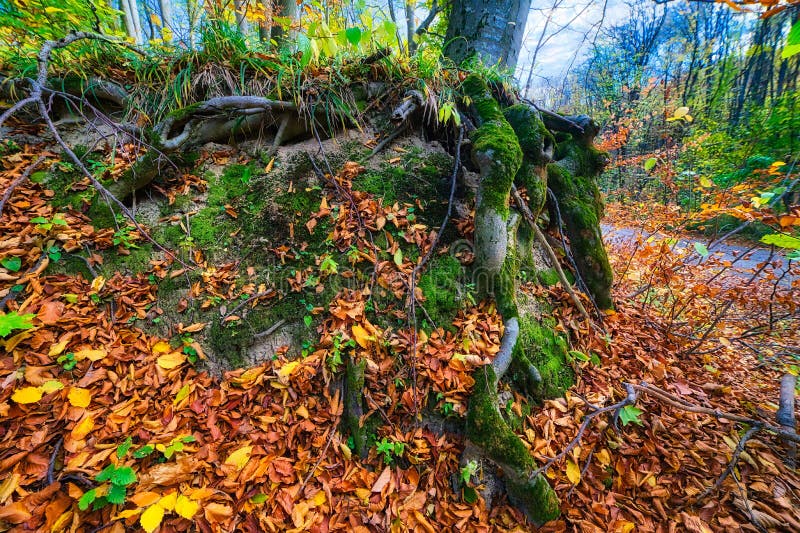 Baumwurzel mit grünem Moos und vielen Herbstblättern bedeckt stockbilder Baumwurzel mit grünem Moos und vielen Herbstblättern bedeckt stockbilder