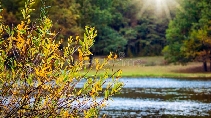 Baumzweige mit Herbstblättern auf Fluss- und Waldgrund bei Sonnenlicht stockbilder Baumzweige mit Herbstblättern auf Fluss- und Waldgrund bei Sonnenlicht stockbilder