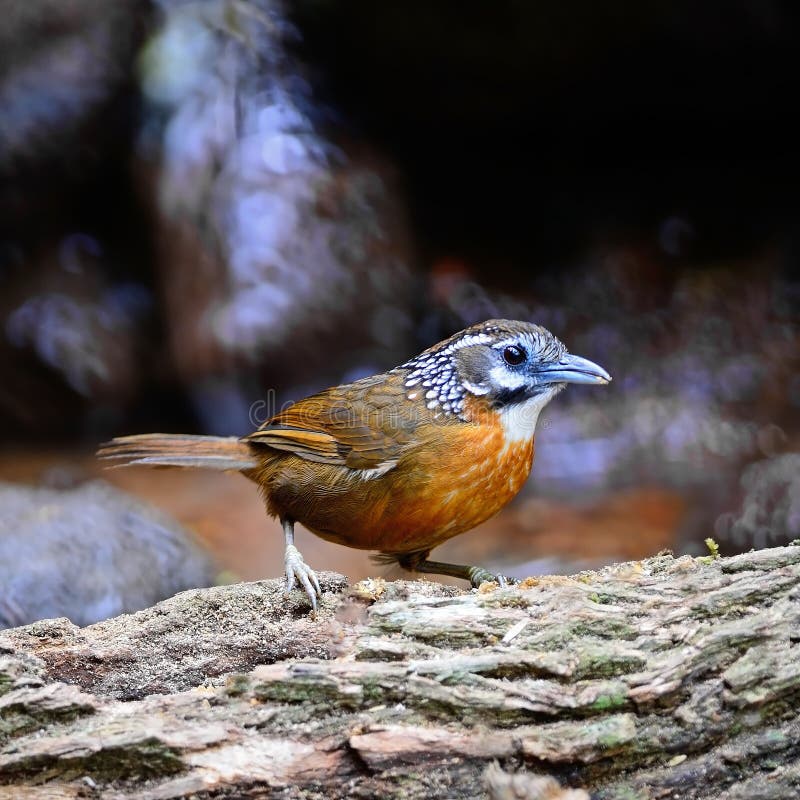bavard Tache-étranglé images libres de droits bavard Tache-étranglé images libres de droits
