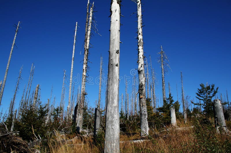 Bavarian Forest stock photo Bavarian Forest stock photo