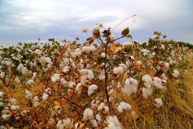 Cotton budded out in a cotton field. Cotton budded out in a cotton field