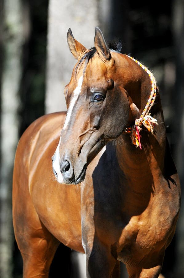 Bay akhal-teke horse portrait