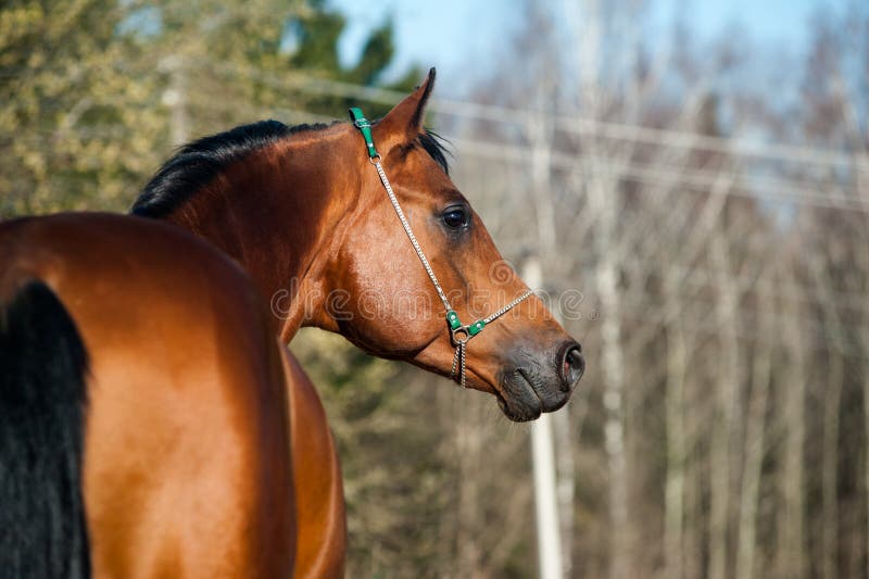 Bay arab stallion stock photography