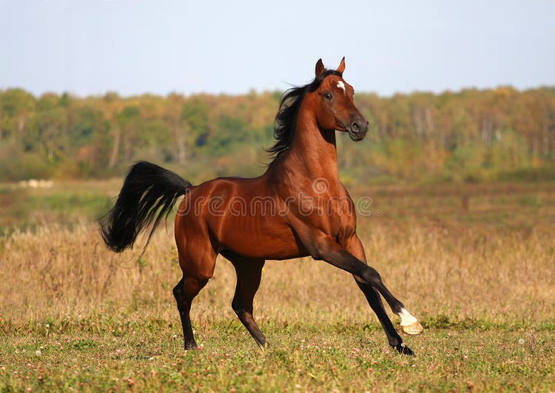 Baia del cavallo arabo in esecuzione sul prato in autunno