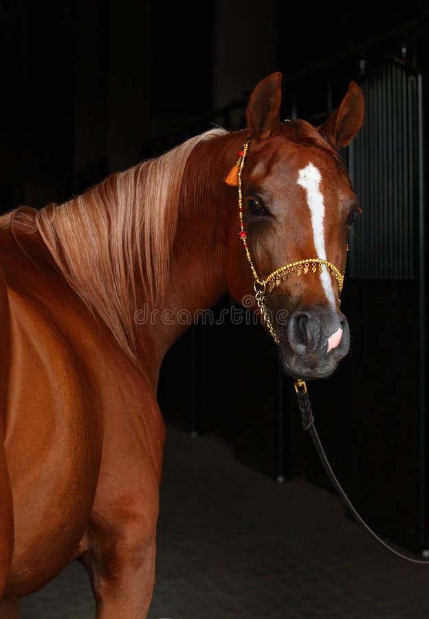 Arabian Horse Tack Traditional Stock Photos Free & RoyaltyFree Stock