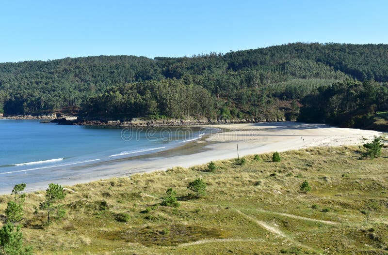 Bay with beach and forest. Promenade with grass in sand dunes and pine trees. Muxia, Spain. Muxia, A Coruna Province, Rias Altas, Galicia Region, Spain. Beach royalty free stock photos Bay with beach and forest. Promenade with grass in sand dunes and pine trees. Muxia, Spain. Muxia, A Coruna Province, Rias Altas, Galicia Region, Spain. Beach royalty free stock photos