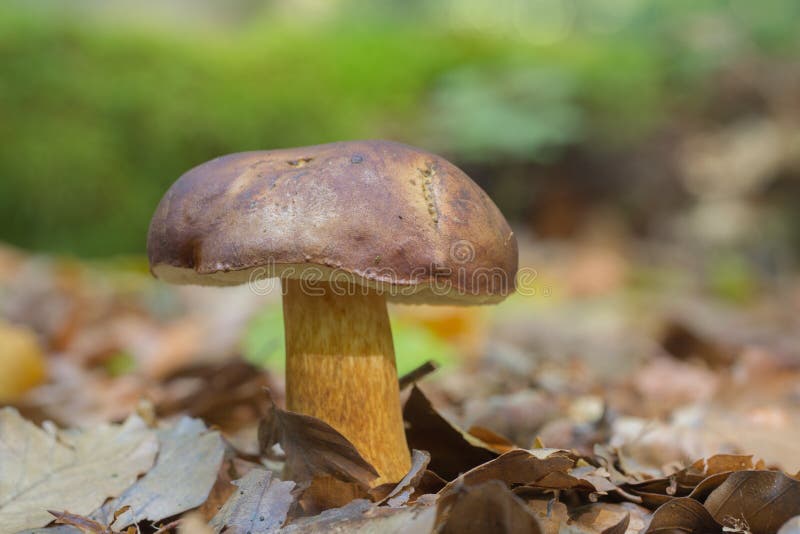 Bay bolete - Boletus badius