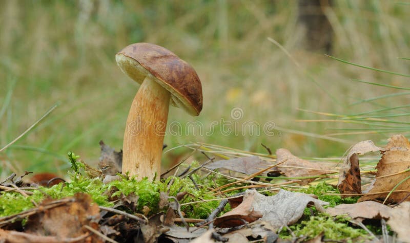 Bay bolete fungus (Boletus badius)