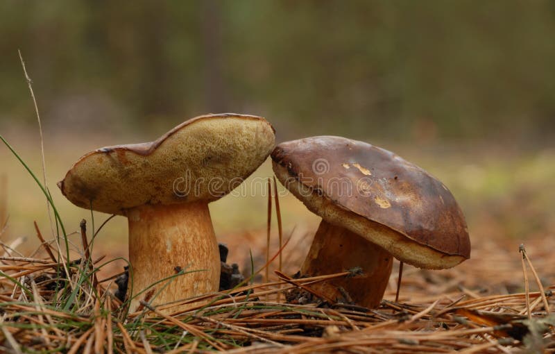 Bay bolete fungus (Boletus badius)