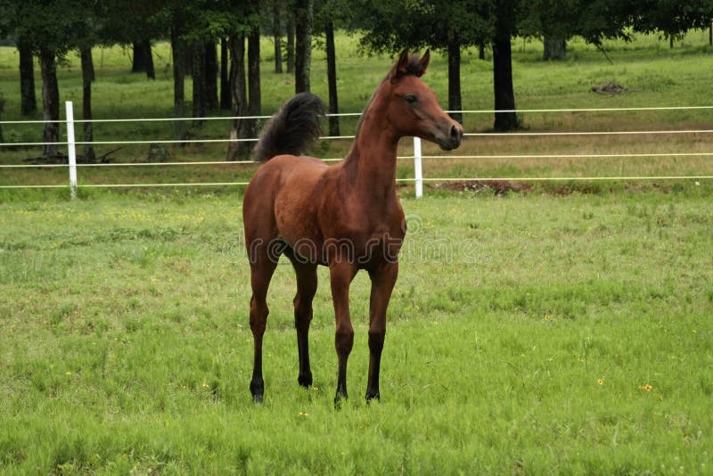 Bay Filly