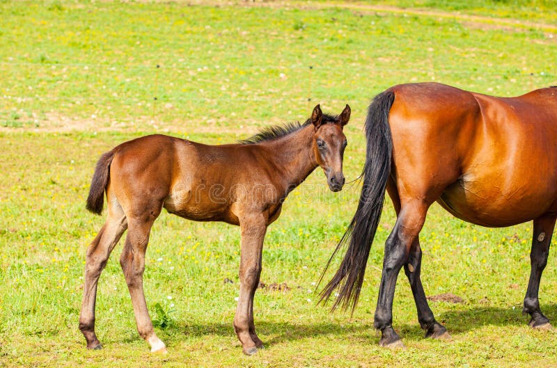 Bay Foal Who is with His Mother in the Summer in a Meadow Stock Photo ...