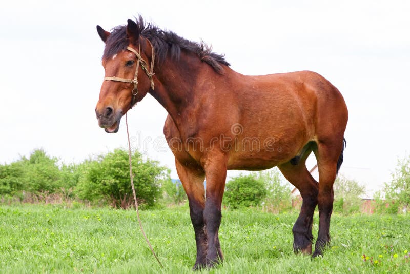Bay horse royalty free stock photography