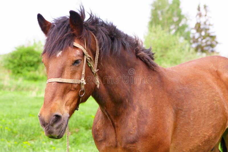 Bay horse stock photo