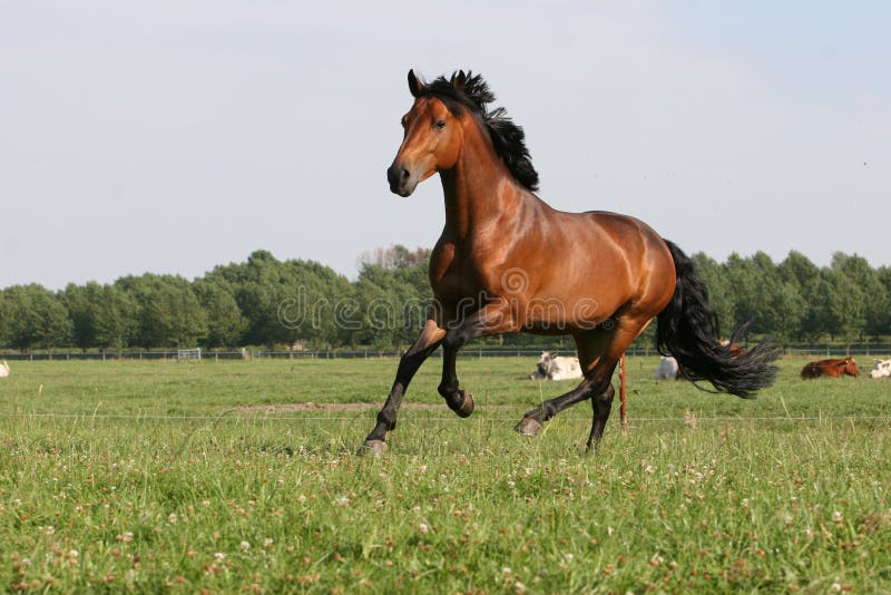 Correr bahía un caballo Salvaje semental.