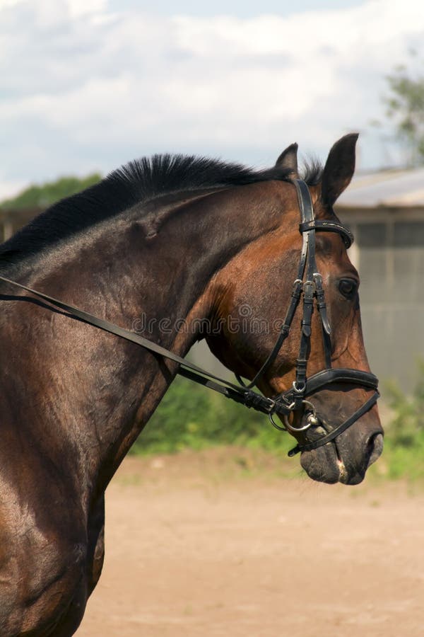 Bay horse royalty free stock images