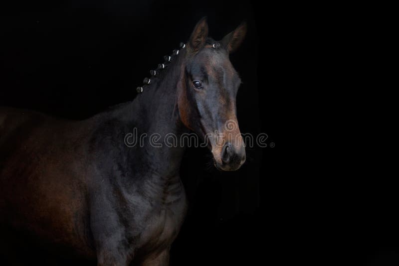 Bay horse on black stock photo. Image of thoroughbred 67994012