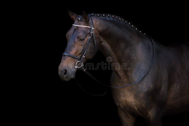 Bay horse in bridle