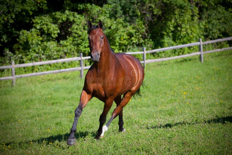 Bay Horse cantering down hill