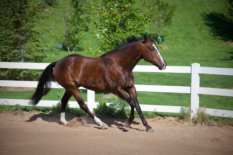 Bay Horse Cantering in ring