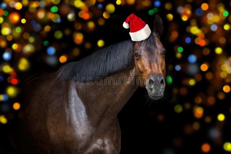 Christmas Horses feliz navidad christmas ranch ribbons horses winter  sweet HD wallpaper  Peakpx