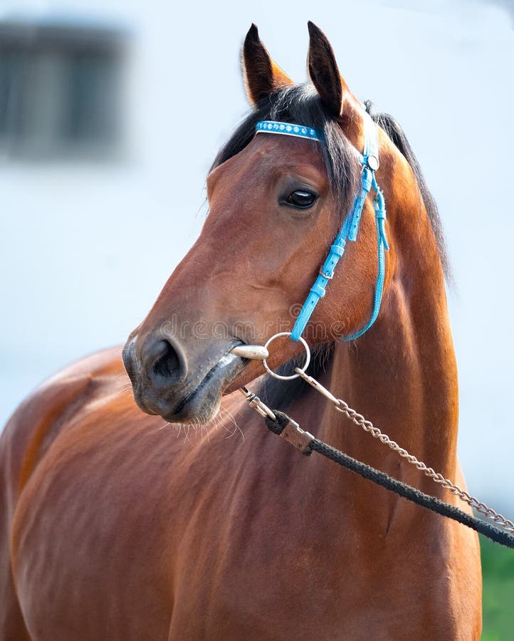 Bay horse closeup portrait