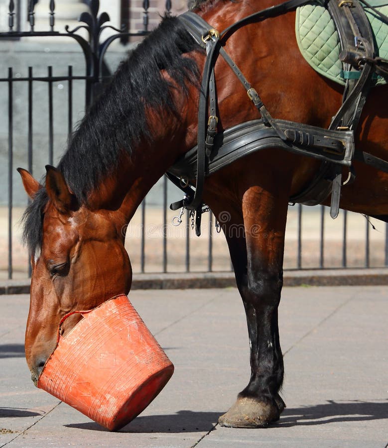 Horse drink