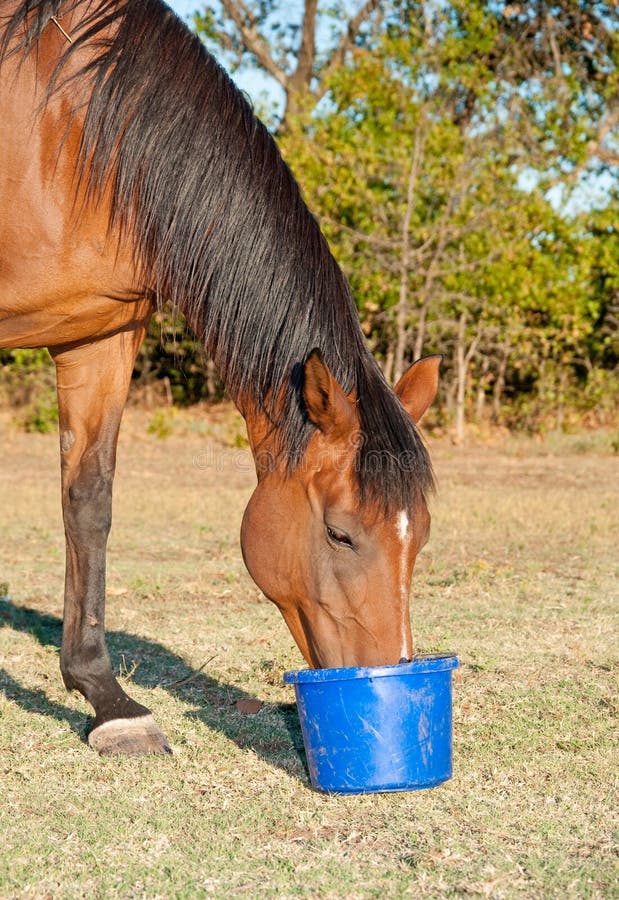 Bay horse eating feed from a bucket