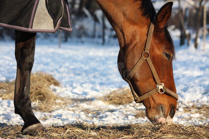 Bay Horse Eating Hay in Winter Stock Image Image of stallion