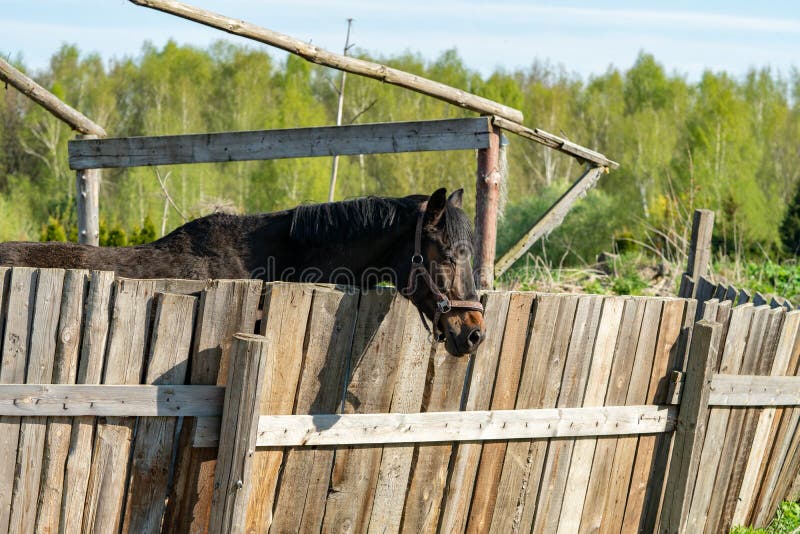 Bay Horse on a Farm on a Sunny Day. Stock Photo Image of equine
