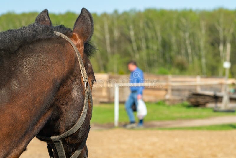 Bay Horse on a Farm on a Sunny Day. Stock Photo Image of equine
