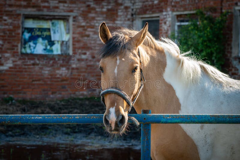 Bay Horse on a Farm on a Sunny Day. Stock Photo Image of equine