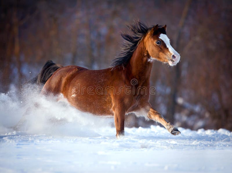 Bay horse galloping fast in winter