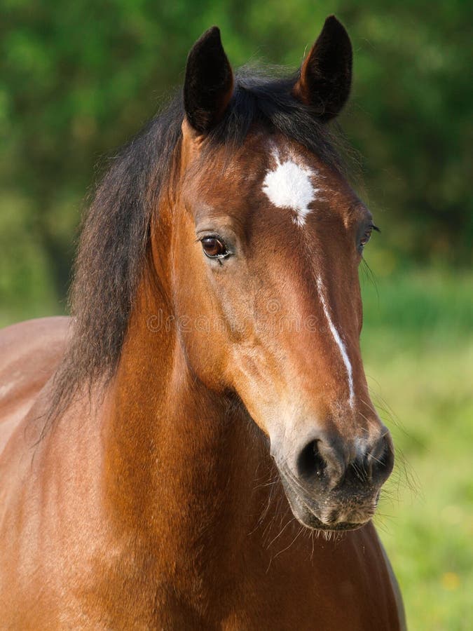 Bay Horse Head Shot stock image. Image of looking, beauty 54158893