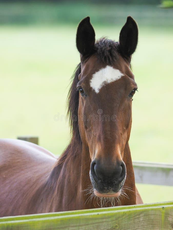 Bay Horse Headshot stock image. Image of horse, headshot 208887671