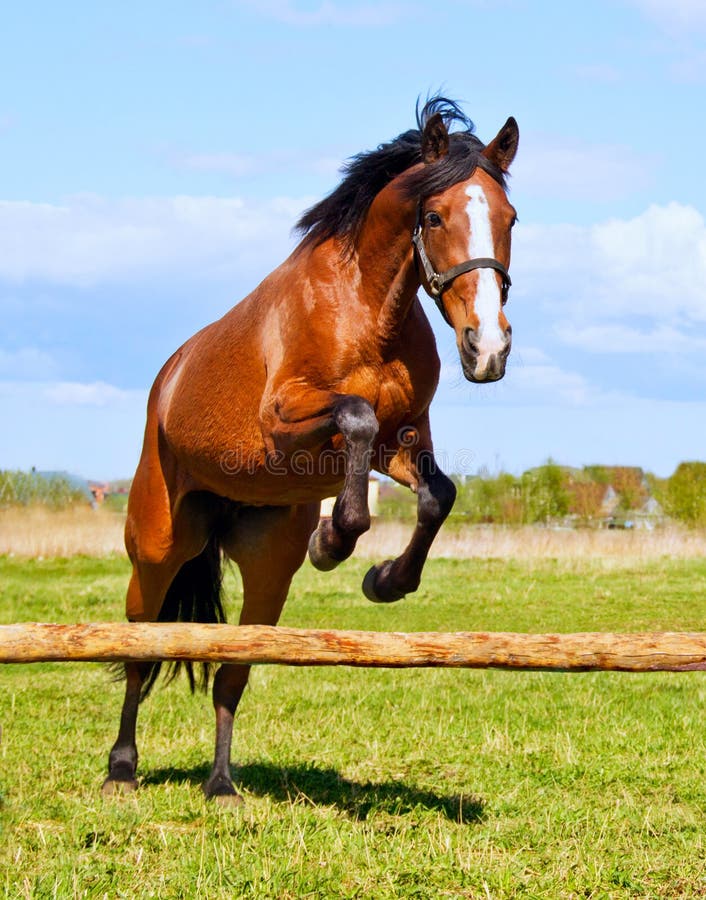 Bay Horse Jumping Over a Hurdle Riderless Stock Image Image of