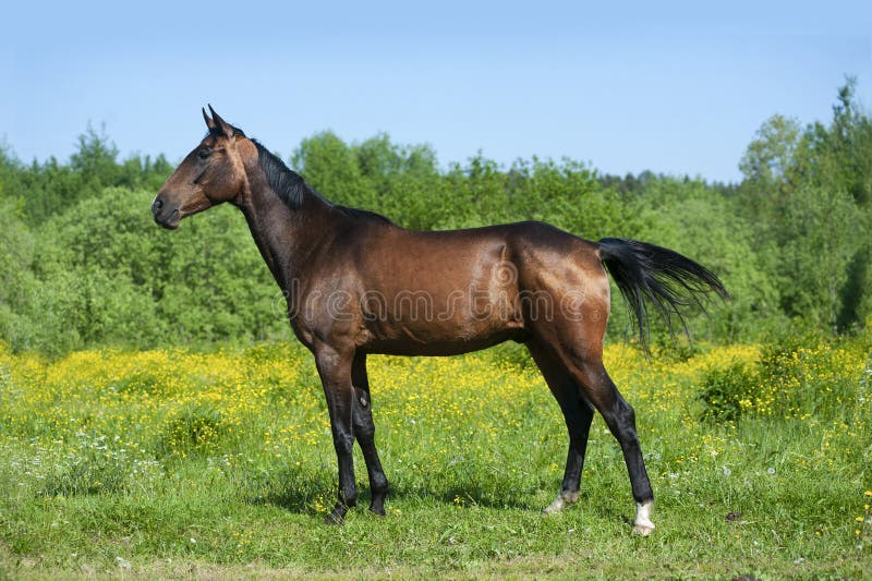 Bay Horse Posing in Summer Meadow Stock Photo Image of trees, shining