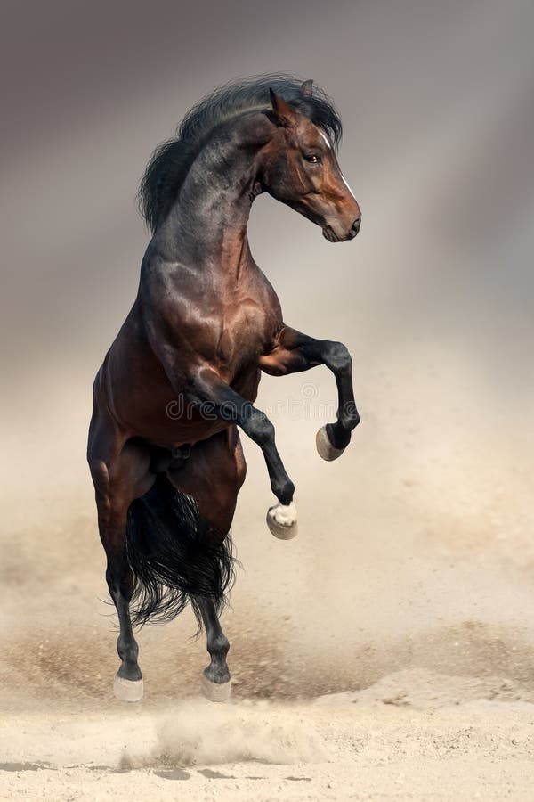 Bay horse rearing up in desert dust. Bay arabian stallion rearing stock images, royalty-free photos and pictures
