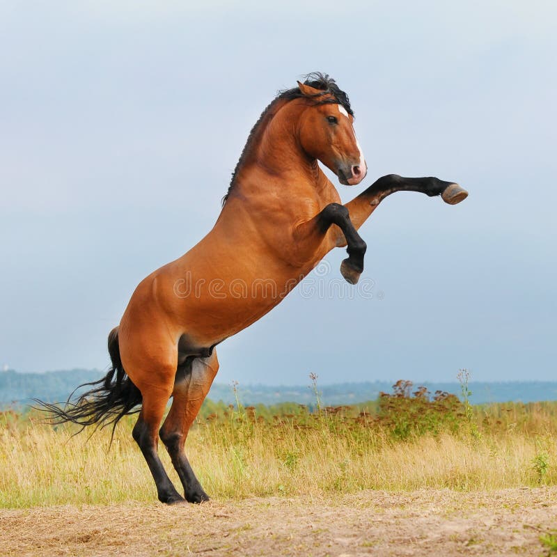 Bay horse rearing up on the meadow