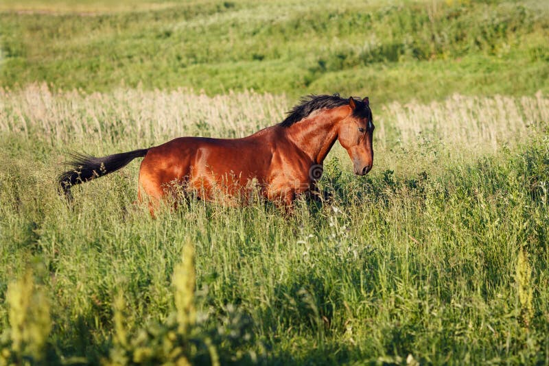 Download The Bay Horse Running Gallop On The Field Stock Image - Image of force, free: 83717249