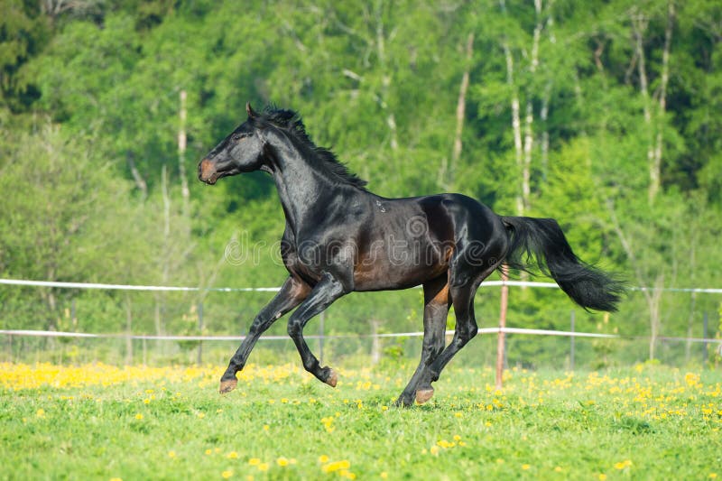 Bay Horse Runs Gallop on the Meadow Stock Photo Image of horse, black
