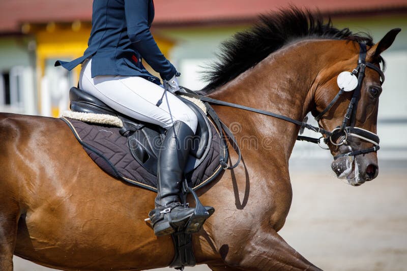 Bay horse during showjumping competition in summer in daytime