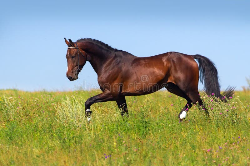 Bay horse trot stock photo. Image of forward, freedom 49749020