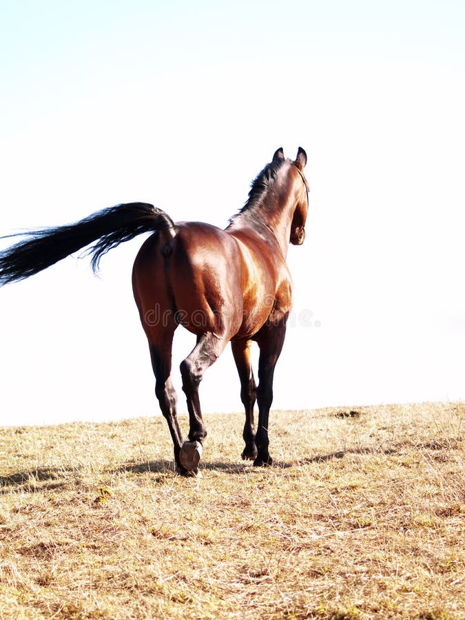 Bay horse walking away stock photo. Image of meadow, equine 19563776