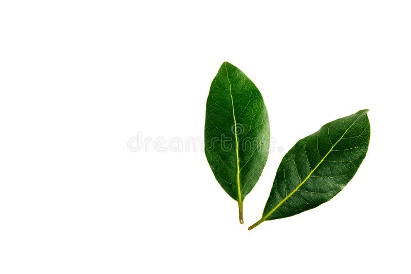 Bay laurel leaves stock image. Image of nobilis, drops 67251593